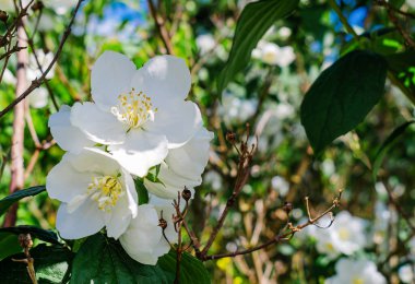 Yasemin, bahçedeki dalların üzerinde beyaz çiçekler. Kokulu çiçeklerin bahar çiçekleri..