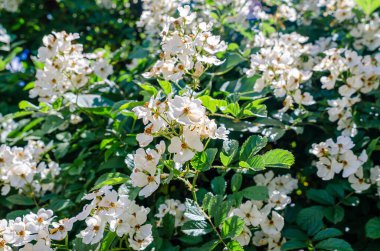 Yasemin, bahçedeki dalların üzerinde beyaz çiçekler. Kokulu çiçeklerin bahar çiçekleri..
