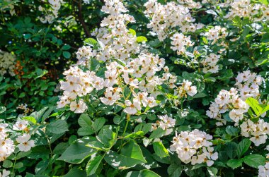 Yasemin, bahçedeki dalların üzerinde beyaz çiçekler. Kokulu çiçeklerin bahar çiçekleri..