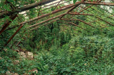 Terk edilmiş eski sera yabani otlar ve çalılarla kaplı. Doğanın kıyamet sonrası fotoğrafı.