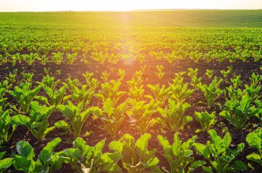 Bereketli topraklarda pancar fideleri olan ve güneşle aydınlatılan tarlanın manzarası. Tarım, tarım.