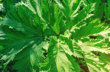 Domuzotu yakın plan. Heracleum sibiricum L. Domuzotu yapraklarına dokunmak tehlikeli olabilir.