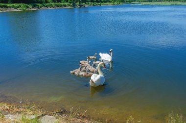 Kuğu ailesi mavi gölette yüzer. Kuğuların tatlı yavruları. Doğal koşullarda vahşi yaşam fotoğrafı.