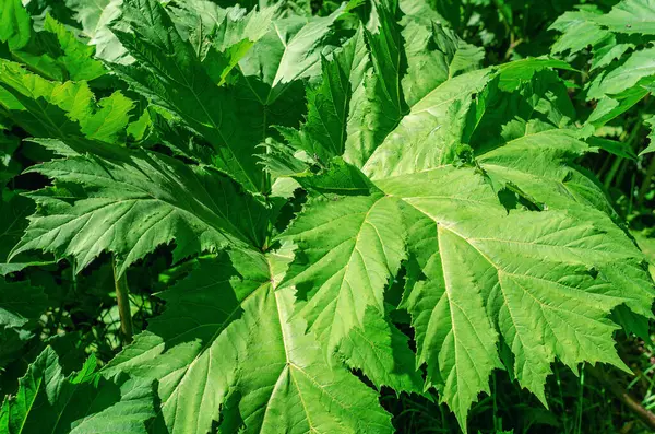 stock image Hogweed close-up. Heracleum sibiricum L. Leaves of the hogweed, which can be dangerous to touch