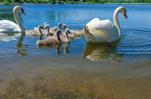 stock image Mother and father of swans with babies. Swans family swims in blue pond. Cute offspring of swans