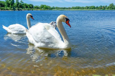 Swan parents with small babies swim, water. Pond with swans. Wild nature. Environmental Protection clipart