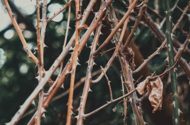 Keskin dikenleri olan bir gül çalısı kökleri