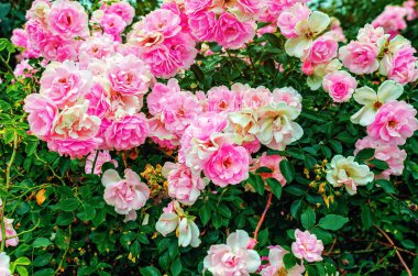 Bahçede yeşil yapraklı pembe güller