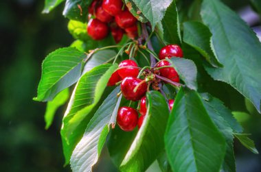 Bahçedeki yeşil yaprakların arasında kırmızı kiraz dalları. Yazın böğürtlen topla