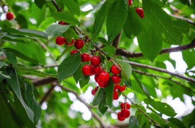 Bahçede yeşil yaprakların arasında olgun kiraz meyveleri. Yaz bahçesinde böğürtlen hasadı