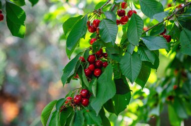 Bahçedeki yeşil yaprakların arasında kırmızı kiraz dalları. Yazın böğürtlen topla