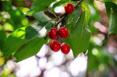 Bahçede yeşil yaprakların arasında olgun kiraz meyveleri. Yaz bahçesinde böğürtlen hasadı