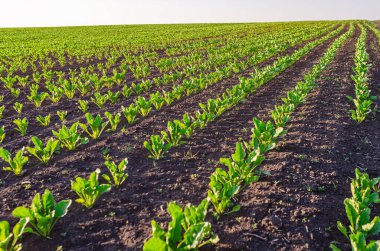 Tarladaki verimli topraklarda pancar fideleri, perspektif sıraları. Tarım, tarım.