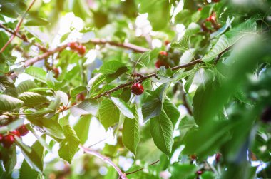Bahçedeki yeşil yaprakların arasında kırmızı kiraz dalları. Yazın böğürtlen topla