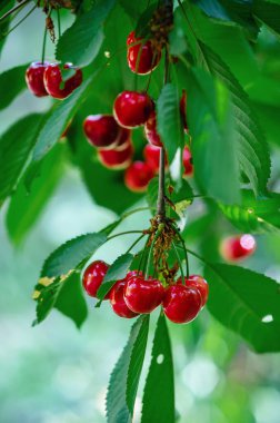 Bahçede yeşil yaprakların arasında olgun kiraz meyveleri. Yaz bahçesinde böğürtlen hasadı