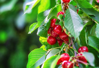 Bahçedeki yeşil yaprakların arasında kırmızı kiraz dalları. Yazın böğürtlen topla