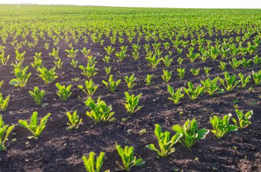 Bereketli topraklarda pancar fideleri olan ve güneşle aydınlatılan tarlanın manzarası. Tarım, tarım.