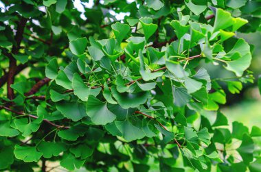 Bahçedeki ginkgo ağacının yeşil yaprakları. Egzotik ağaç