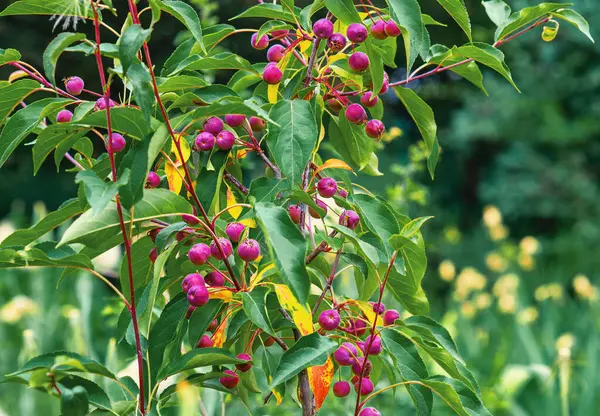 stock image Decorative apple tree Malus Butterball. Ripe fruits on a branch in the garden