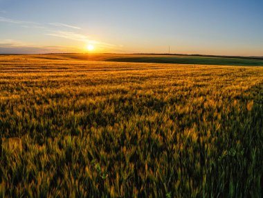 Buğday kulakları rüzgarda sallanıyor. Akşam atmosferi, gün batımı manzarası ve altın buğday tarlası.