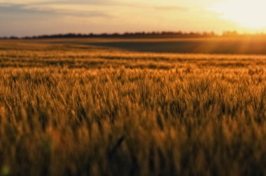 Sihirli akşam atmosferi, gün batımı manzarası ve altın buğday tarlası. Bulanık doğal ufuk arkaplanı