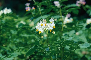 Patates çiçekleri güneş ışığında çiçek açar. Organik sebze çiçekleri çiçek açıyor. Genetik olarak değiştirilmemiş