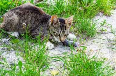 Beyaz pençeli gri evcil kedi tarlada fareyi yakaladı. Kedi yalan söylüyor ve ölü fareye bakıyor.