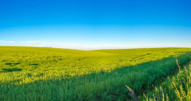 Mavi gökyüzünün altında yeşil kolza tohumu filizleniyor. Yay yeşili bir arazinin manzarası. Güneşli bir gün