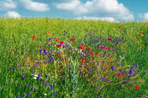 stock image Red poppies and blue cornflowers on field. Natural backgrounds, plants and beautiful wildflowers
