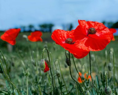 Kırmızıgelincikler yabani tarlada çiçek açar. Seçici odaklı güzel kırmızı gelincikler. Yumuşak ışıkta kırmızı gelincikler. Afyon haşhaşı. Doğal ilaçlar. Kırmızı gelincikler..