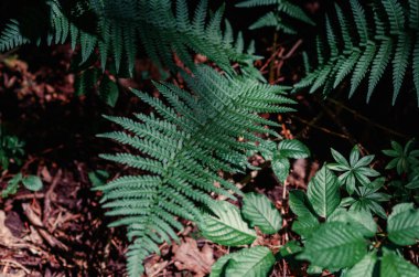 Ormanda düşen yaprakların arka planında yeşil eğreltiotu yaprakları var. Sonbahar doğası. Çiçek arka planı