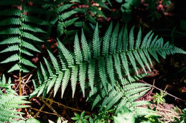 Ormanda düşen yaprakların arka planında yeşil eğreltiotu yaprakları var. Sonbahar doğası. Çiçek arka planı
