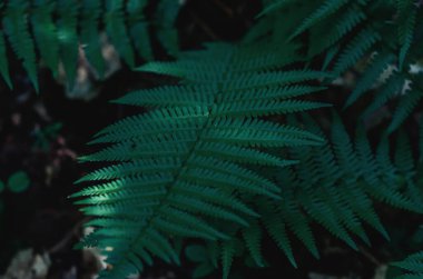 Eğreltiotu yakından ayrılır. Bulanık arka planda koyu yeşil eğrelti otu yaprakları. Doğal orman manzarası