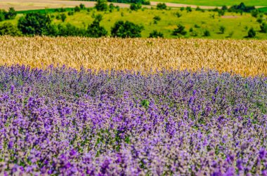 Buğday tarlasına yakın lavanta tarlası. Yeşil çayır. Doğal kozmetik, aromaterapi, tarım