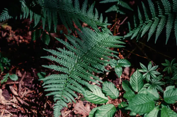 Ormanda düşen yaprakların arka planında yeşil eğreltiotu yaprakları var. Sonbahar doğası. Çiçek arka planı