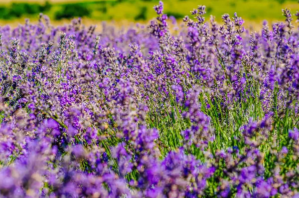 Çiçek açan lavanta tarlası. Mor lavanta çiçeklerine odaklan. Doğa, bitki, aromaterapi.