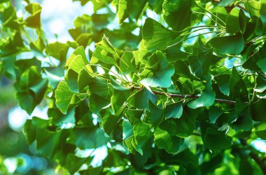 Taze yeşil ginkgo biloba ya da Japon bonsai yaprakları. Asya sanatı. Yeşil yapraklı arkaplan