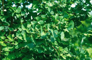 Taze yeşil ginkgo biloba ya da Japon bonsai yaprakları. Asya sanatı. Seralarda yetiştirme