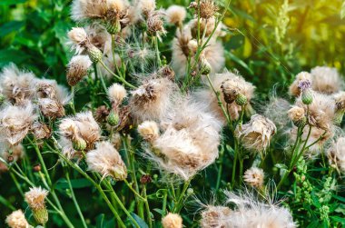 Tüylü devedikeni meyveleri. Tohumların rüzgârla dağılması