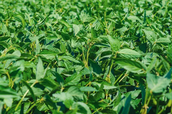 Sahada soya yaprakları. Tarım tarımı.