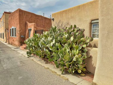 ALBUQUERQUE, New Mexico, ABD - 9 Mart 2023. Ahşap çamur evler. Ahşap pencereler ve kapılar. Evin yakınındaki Kaktüs