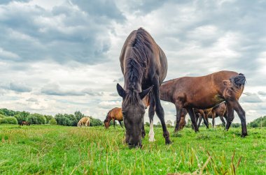 Siyah at at at sürüsüyle çayırda otluyor. Bulutlu gri gökyüzü arkaplanı. Peyzaj, duvar kağıdı