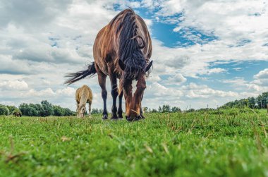 Alnında beyaz leke olan kahverengi at çayırda otlanıyor. Bulutlu gökyüzünün gri arkaplanı