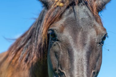 Bak, atın koyu renk gözleri çok parlak. Siyah atın başı, yakın plan. At suratlı sinekler. Mavi gökyüzü