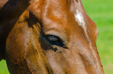 Büyük parlak siyah göz. Profildeki kahverengi atın başı, yakın plan. At suratlı sinekler. At yetiştiriciliği.