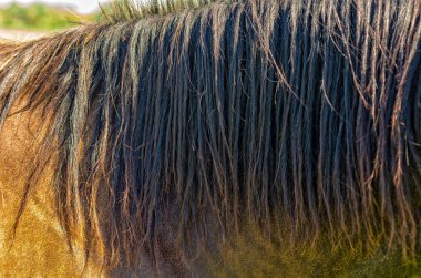 Kahverengi at yelesi. At yelesi üzerindeki saçın detaylı fotoğrafı. At yetiştiriciliği. Seçici odak