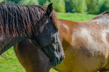 Profildeki kahverengi atın başı, yakın plan. Yeşil yaz otlağındaki atlar. Bulanık arkaplan