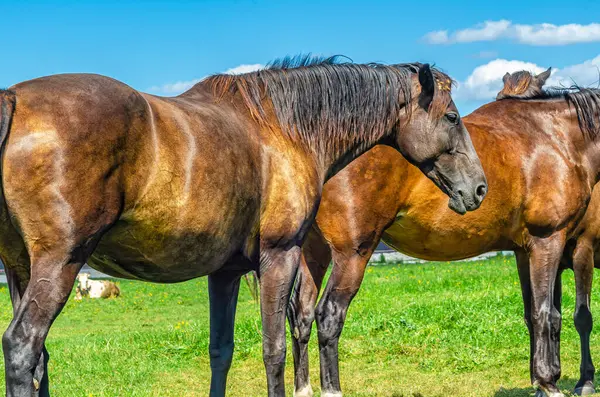 stock image Herd horses standing in countryside, not far from city. Cumulus white clouds background. Farm life