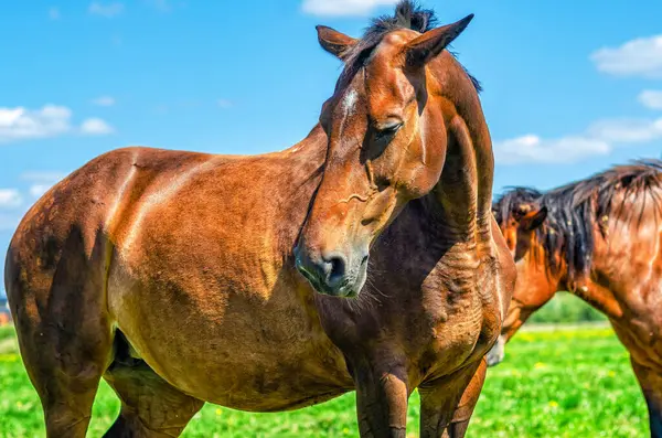 stock image Sad brown adult mare, white spot on forehead, looking down. Holds ears sides. Emotions of animals.