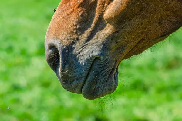 Stock image Horse nose and lips close-up. Part of horse's face on blurred green background. Love for horses